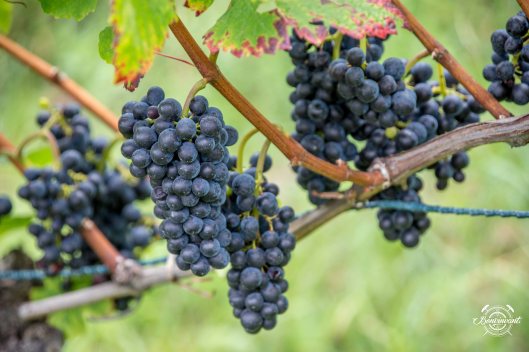 180906_Dreiland-Crew_Tschäpperli_Aesch_BVNT_web-1