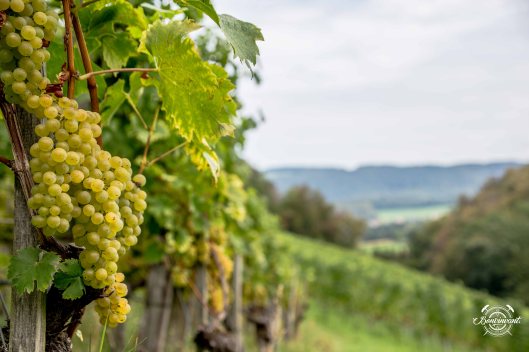 180906_Dreiland-Crew_Tschäpperli_Aesch_BVNT_web-6