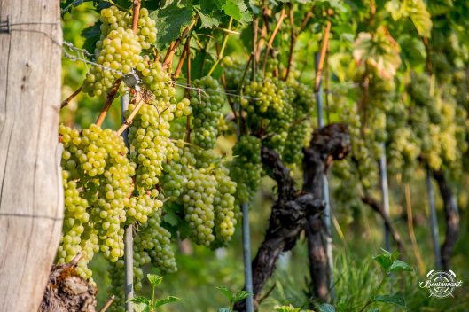 2018-08-29_Aesch_Klus_BVNT_web-2