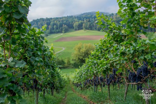 2018-08-29_Aesch_Klus_BVNT_web-34