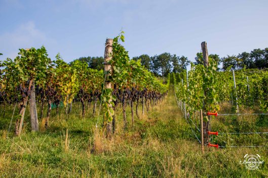 2018-08-29_Aesch_Klus_BVNT_web-5