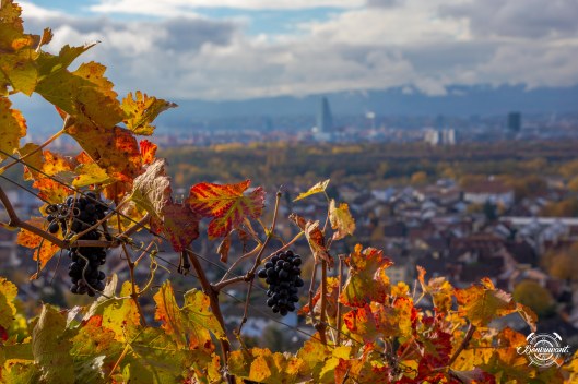 Weiler_Schlipf_08.11.2018_BVNT_web-11