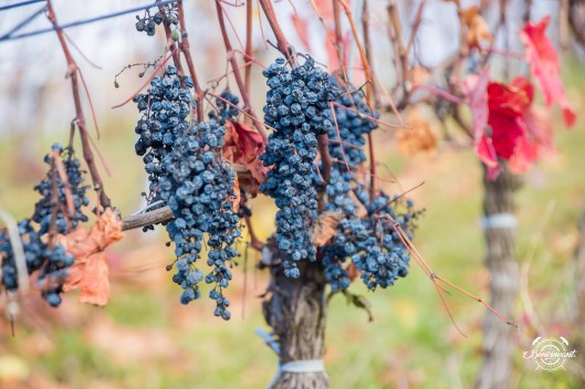 Weiler_Schlipf_08.11.2018_BVNT_web-30