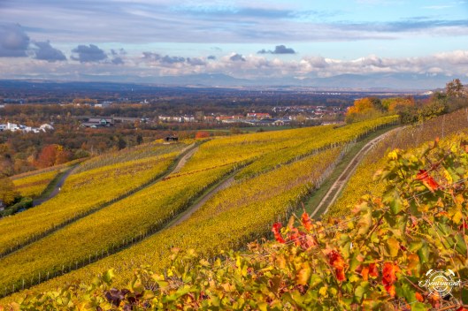 Weiler_Schlipf_08.11.2018_BVNT_web-8